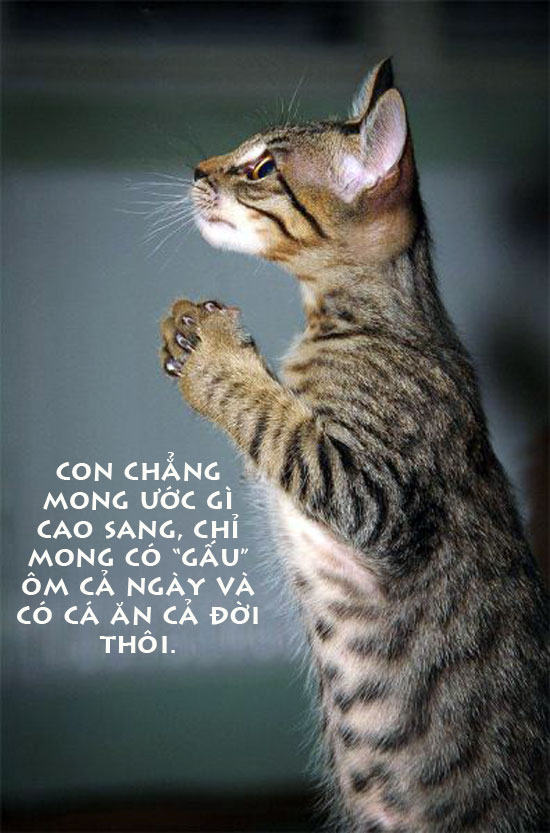 Hình ảnh nghộ nghĩnh đáng yêu ảnh chế tình yêu