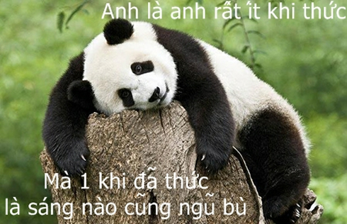 Hình ảnh nghộ nghĩnh đáng yêu ảnh chế tình yêu