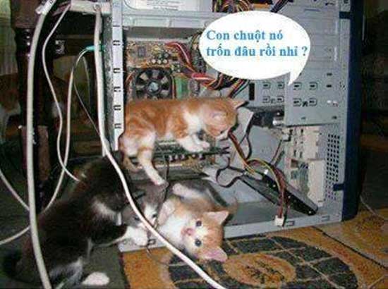 Hình ảnh nghộ nghĩnh đáng yêu ảnh chế tình yêu