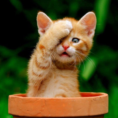 Hình ảnh vui nhộn hài hước ảnh chế haivl