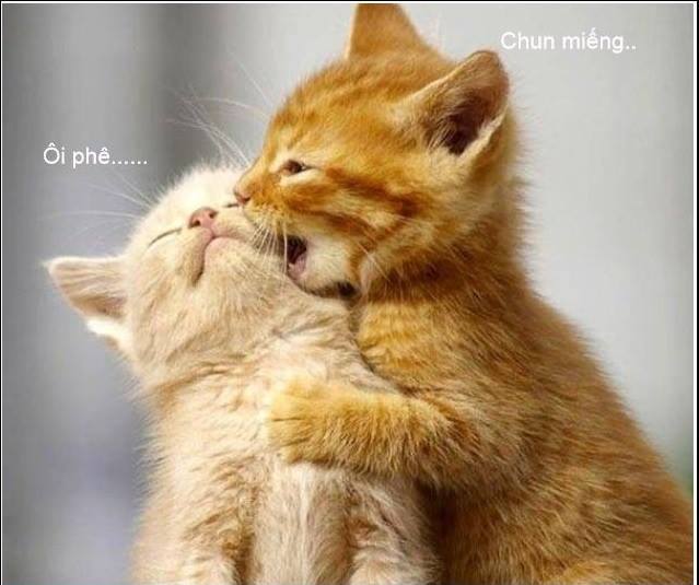 Hình ảnh vui nhộn hài hước ảnh chế haivl