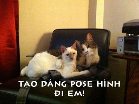 Hình ảnh vui nhộn hài hước ảnh chế haivl
