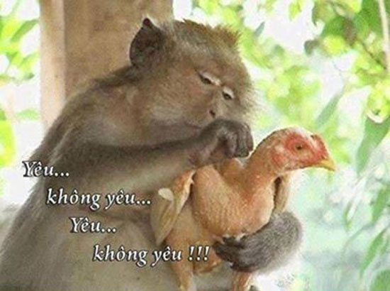 Hình ảnh vui nhộn hài hước ảnh chế haivl