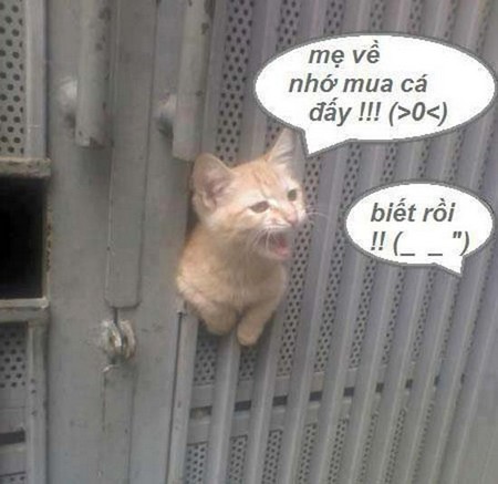 Hình ảnh nghộ nghĩnh đáng yêu ảnh chế tình yêu