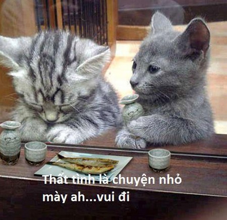 Hình ảnh nghộ nghĩnh đáng yêu ảnh chế tình yêu