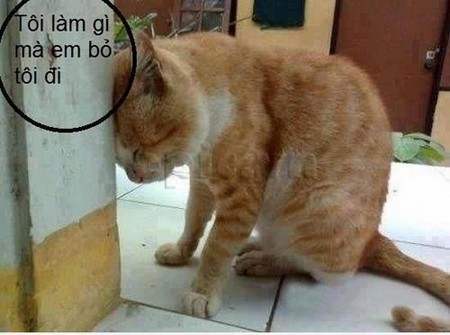 Hình ảnh nghộ nghĩnh đáng yêu ảnh chế tình yêu